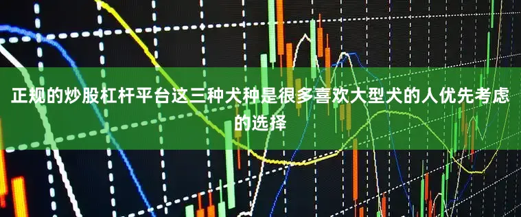 正规的炒股杠杆平台这三种犬种是很多喜欢大型犬的人优先考虑的选择